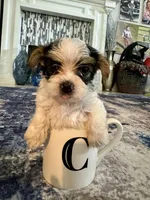 AKC YORKIE Cookie, a female Yorkshire Terrier for sale in Spring, TX – Photo 7 of 10