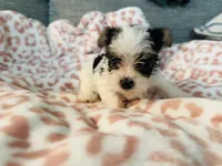 AKC YORKIE Cookie, a female Yorkshire Terrier for sale in Spring, TX – Photo 6 of 10