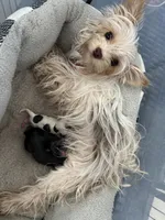 AKC YORKIE Cookie, a female Yorkshire Terrier for sale in Spring, TX – Photo 8 of 10