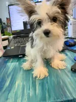 AKC YORKIE Cookie, a female Yorkshire Terrier for sale in Spring, TX – Photo 3 of 10