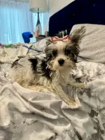 AKC YORKIE Cookie, a female Yorkshire Terrier for sale in Spring, TX – Photo 4 of 10