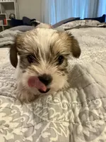 Penny, a female Yorkshire Terrier and Havashire for sale in Spring, TX – Photo 4 of 7