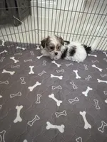 Penny, a female Yorkshire Terrier and Havashire for sale in Spring, TX – Photo 3 of 7