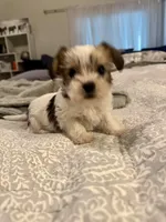 Penny, a female Yorkshire Terrier and Havashire for sale in Spring, TX – Photo 1 of 7