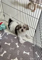 Penny, a female Yorkshire Terrier and Havashire for sale in Spring, TX – Photo 2 of 7