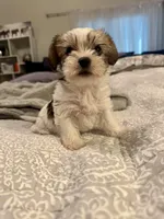 Penny, a female Yorkshire Terrier and Havashire for sale in Spring, TX – Photo 6 of 7