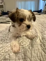 Penny, a female Yorkshire Terrier and Havashire for sale in Spring, TX – Photo 5 of 7