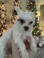 Bolt, a female Yorkshire Terrier and Havashire for sale in Spring, TX – Photo 5 of 9