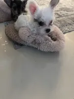 Bolt, a female Yorkshire Terrier and Havashire for sale in Spring, TX – Photo 8 of 9