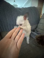 Bolt, a female Yorkshire Terrier and Havashire for sale in Spring, TX – Photo 3 of 9