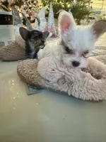 Bolt, a female Yorkshire Terrier and Havashire for sale in Spring, TX – Photo 9 of 9