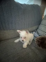 Bolt, a female Yorkshire Terrier and Havashire for sale in Spring, TX – Photo 6 of 9