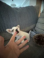 Bolt, a female Yorkshire Terrier and Havashire for sale in Spring, TX – Photo 7 of 9