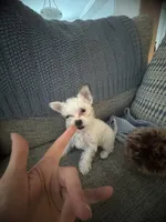 Bolt, a female Yorkshire Terrier and Havashire for sale in Spring, TX – Photo 4 of 9