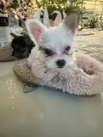 Bolt, a female Yorkshire Terrier and Havashire for sale in Spring, TX – Photo 1 of 9