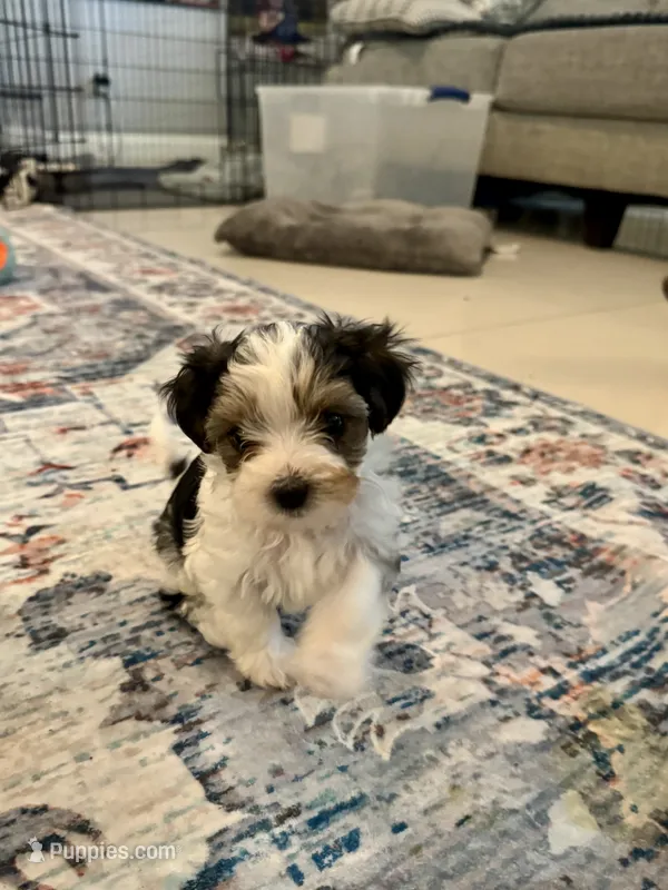 Heart Botton – Yorkshire Terrier, Havashire puppy for sale in Spring, TX