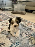 Heart Botton, a male Yorkshire Terrier and Havashire for sale in Spring, TX – 1 of 3