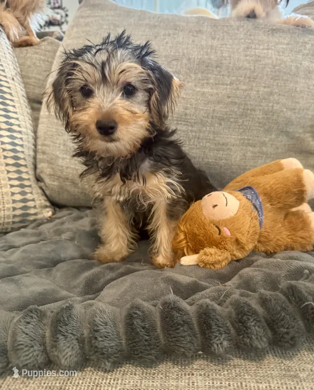 Chewy – Yorkshire Terrier puppy for sale in Spring, TX