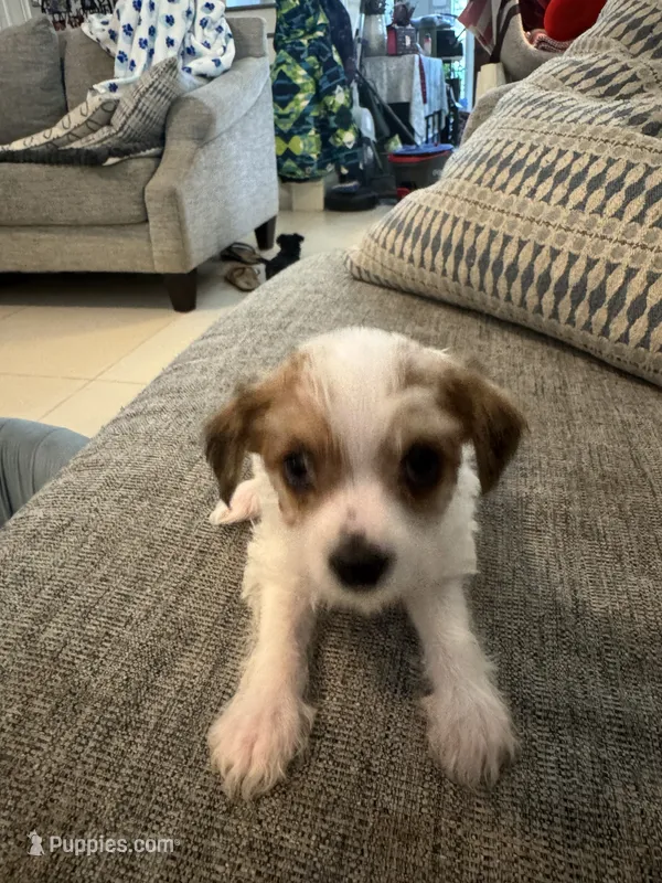 Susie – Yorkshire Terrier, Havashire puppy for sale in Spring, TX