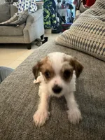Susie, a female Yorkshire Terrier and Havashire for sale in Spring, TX – 1 of 4