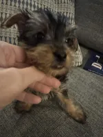 Lover Boy AKC, a male Yorkshire Terrier for sale in Spring, TX – Photo 5 of 5