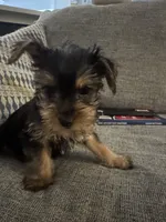 Lover Boy AKC, a male Yorkshire Terrier for sale in Spring, TX – Photo 1 of 5