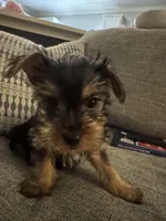 Lover Boy AKC, a male Yorkshire Terrier for sale in Spring, TX – Photo 4 of 5