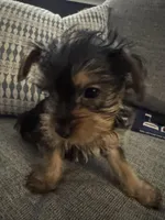 Lover Boy AKC, a male Yorkshire Terrier for sale in Spring, TX – Photo 2 of 5