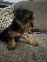 Lover Boy AKC, a male Yorkshire Terrier for sale in Spring, TX – Photo 3 of 5