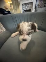 Luke, a male Yorkshire Terrier and Havashire for sale in Spring, TX – 4 of 4