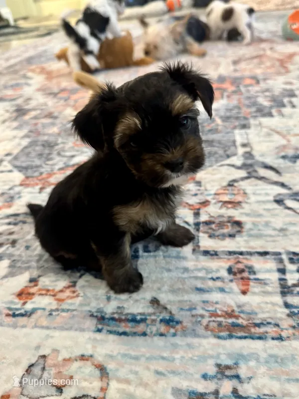 Albert – Yorkshire Terrier, Havashire puppy for sale in Spring, TX