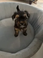 Albert, a male Yorkshire Terrier and Havashire for sale in Spring, TX – 4 of 5