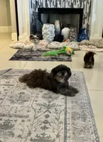 Joey, a male Yorkshire Terrier and Havashire for sale in Spring, TX – Photo 4 of 5