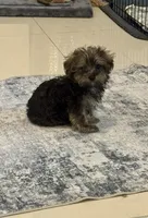 Joey, a male Yorkshire Terrier and Havashire for sale in Spring, TX – Photo 2 of 8
