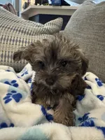 Joey, a male Yorkshire Terrier and Havashire for sale in Spring, TX – Photo 2 of 5