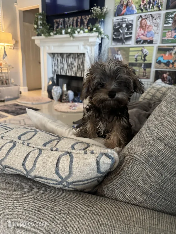 Joey – Yorkshire Terrier, Havashire puppy for sale in Spring, TX