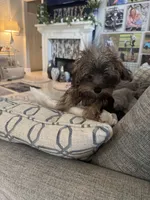 Joey, a male Yorkshire Terrier and Havashire for sale in Spring, TX – Photo 8 of 8