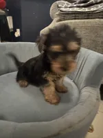 Chewy, a male Yorkshire Terrier for sale in Spring, TX – 2 of 4