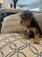 Lover Boy AKC, a male Yorkshire Terrier for sale in Spring, TX – 4 of 9