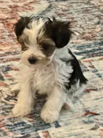 Heart Botton, a male Yorkshire Terrier and Havashire for sale in Spring, TX – 2 of 3