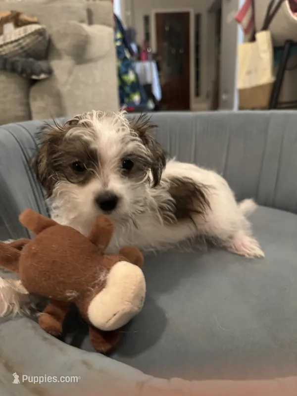 Luke – Yorkshire Terrier, Havashire puppy for sale in Spring, TX