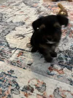 Albert, a male Yorkshire Terrier and Havashire for sale in Spring, TX – 5 of 5