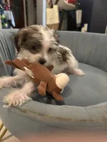 Luke, a male Yorkshire Terrier and Havashire for sale in Spring, TX – 6 of 6