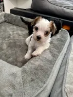 Archie, a male Yorkshire Terrier and Havashire for sale in Spring, TX – Photo 6 of 9