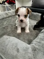 Archie, a male Yorkshire Terrier and Havashire for sale in Spring, TX – Photo 8 of 9