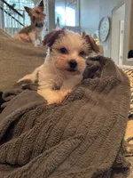 Archie, a male Yorkshire Terrier and Havashire for sale in Spring, TX – Photo 2 of 9