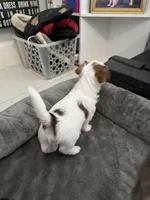 Archie, a male Yorkshire Terrier and Havashire for sale in Spring, TX – Photo 7 of 9