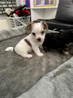 Archie, a male Yorkshire Terrier and Havashire for sale in Spring, TX – Photo 9 of 9