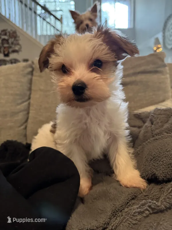 Archie, a male Yorkshire Terrier and Havashire for sale in Spring, TX – Photo 1 of 9