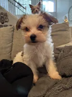 Archie, a male Yorkshire Terrier and Havashire for sale in Spring, TX – Photo 1 of 9